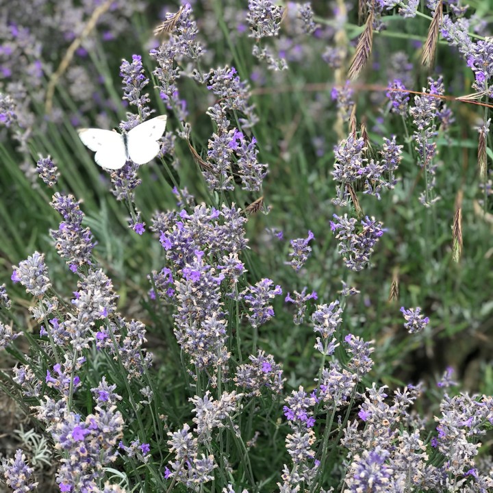 Lavendel | © Maison Südpfalz